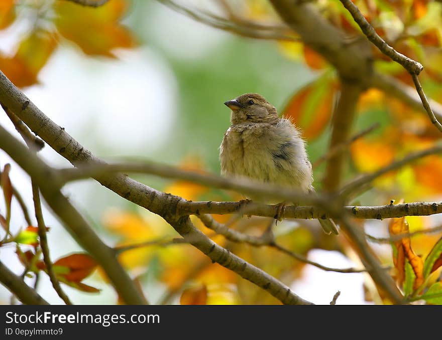 Brown Bird Clinging in the Tree