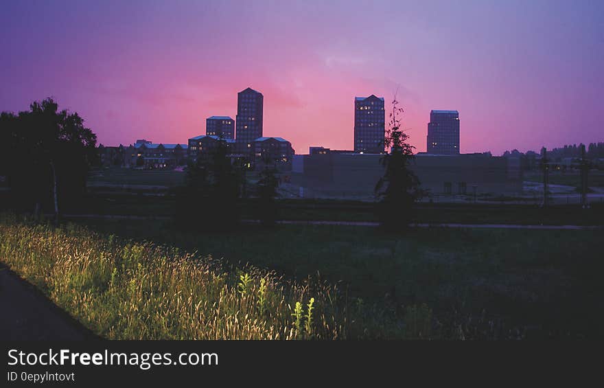 Silhouette of Tree and High Rise Building during Sunset