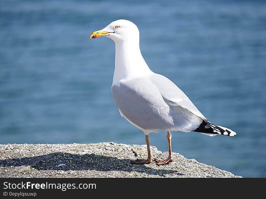 Portrait of seagull standing on rock by water on sunny day. Portrait of seagull standing on rock by water on sunny day.