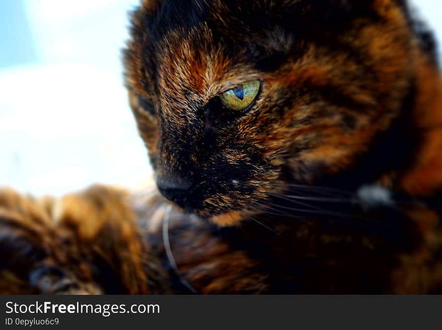 Tortoiseshell Cat