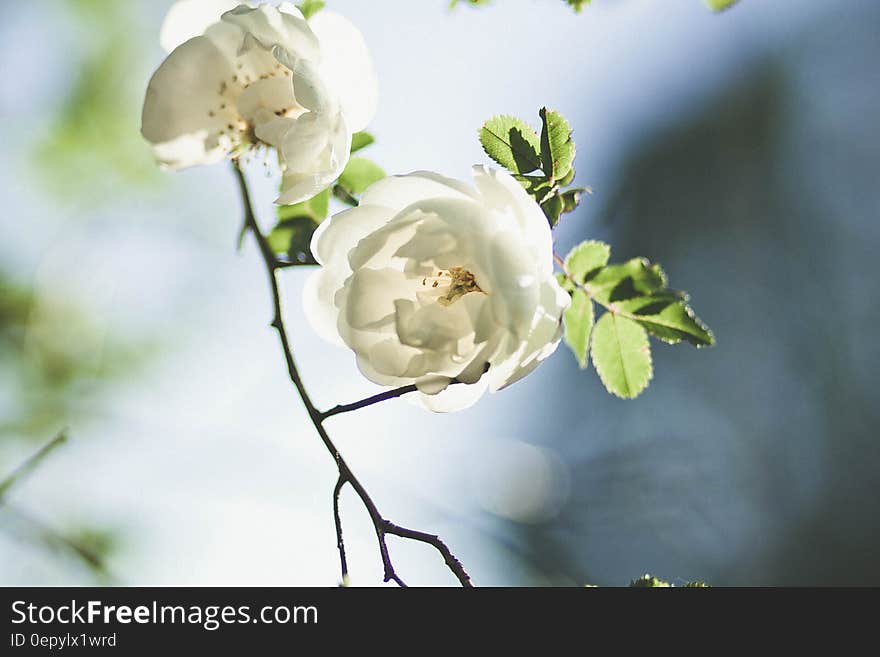 White Flowers