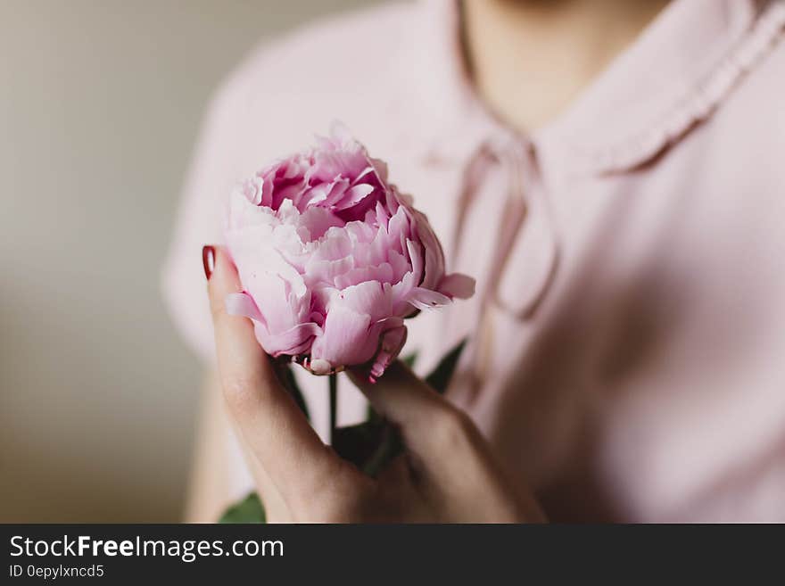 Pink Petaled Flower