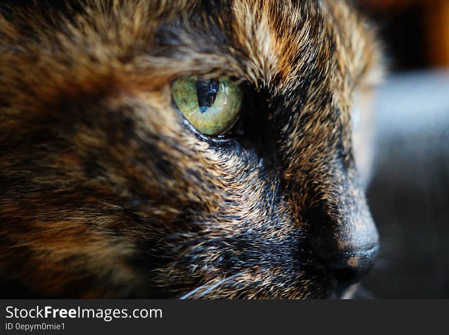 Tortoiseshell Cat