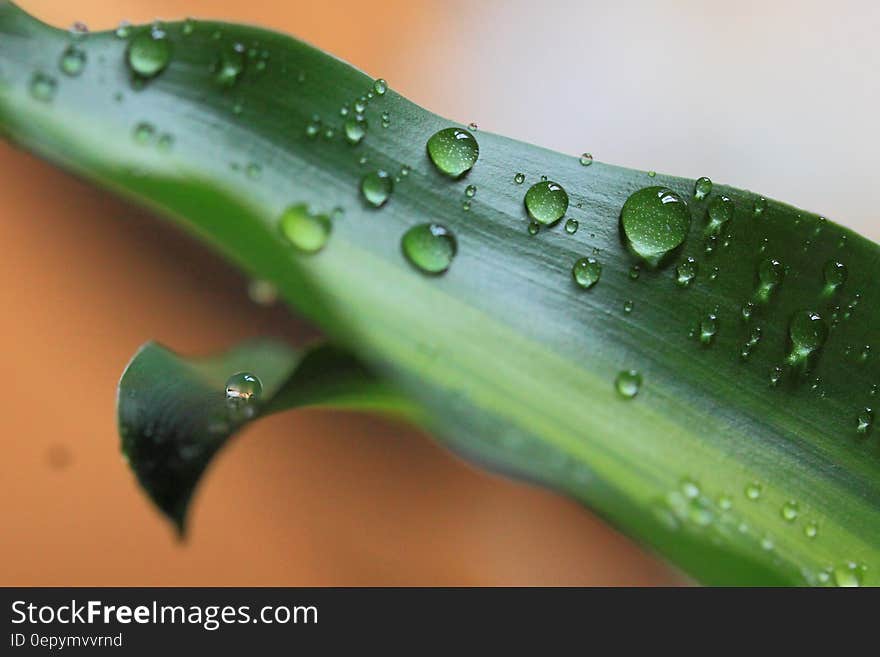 A green leaf with water droplets. A green leaf with water droplets.