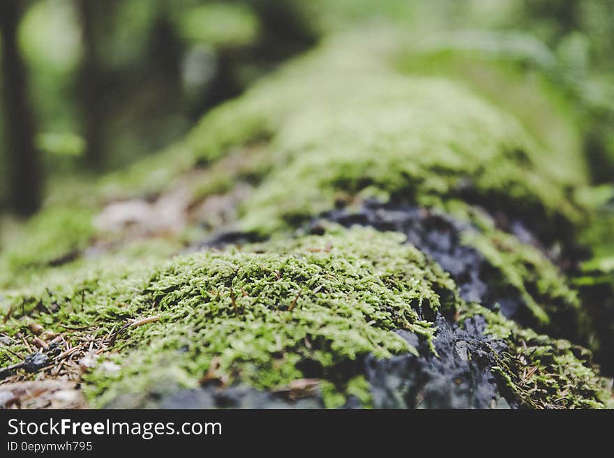 A close up of mossy surface in forest. A close up of mossy surface in forest.