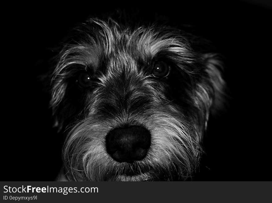 A close up portrait of a dog in black and white. A close up portrait of a dog in black and white.