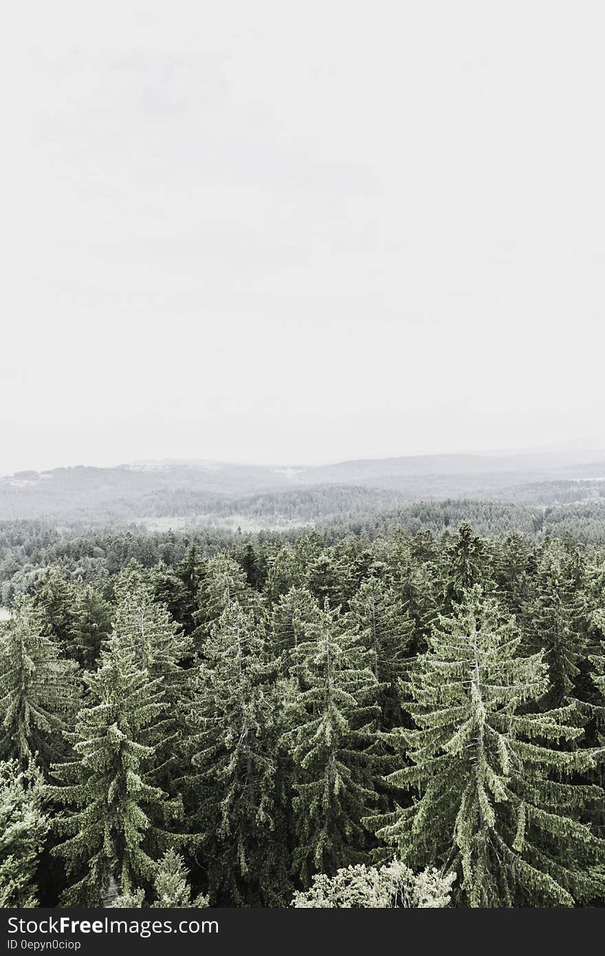 Pine Trees Above White Clouds during Daytime