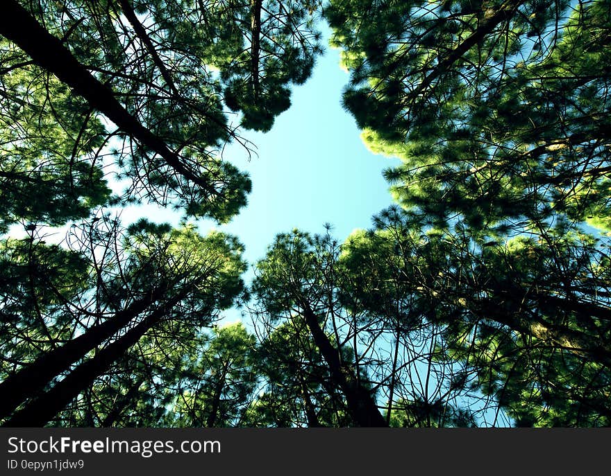 Leafy green tree tops against blue skies on sunny day.