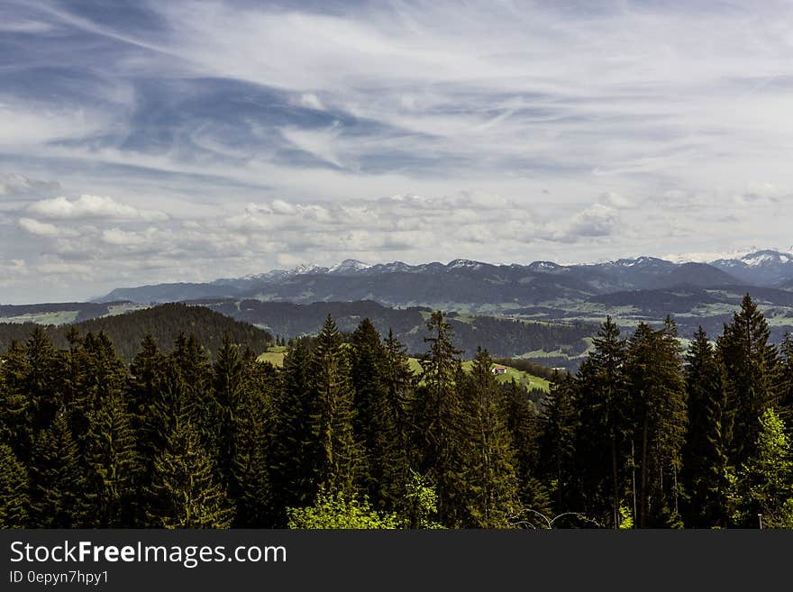 Pine Trees Under White Clouds during Daytime