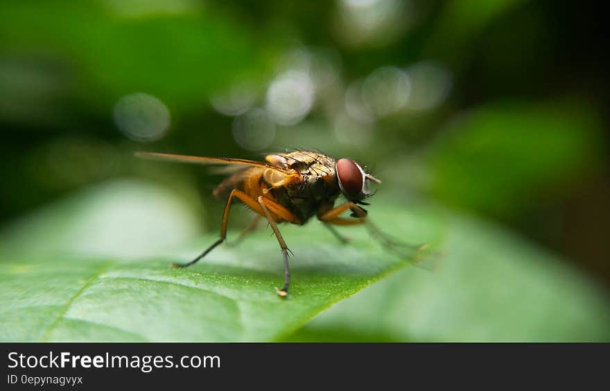 Macro close up of fly sitting on green leaf on sunny day. Macro close up of fly sitting on green leaf on sunny day.