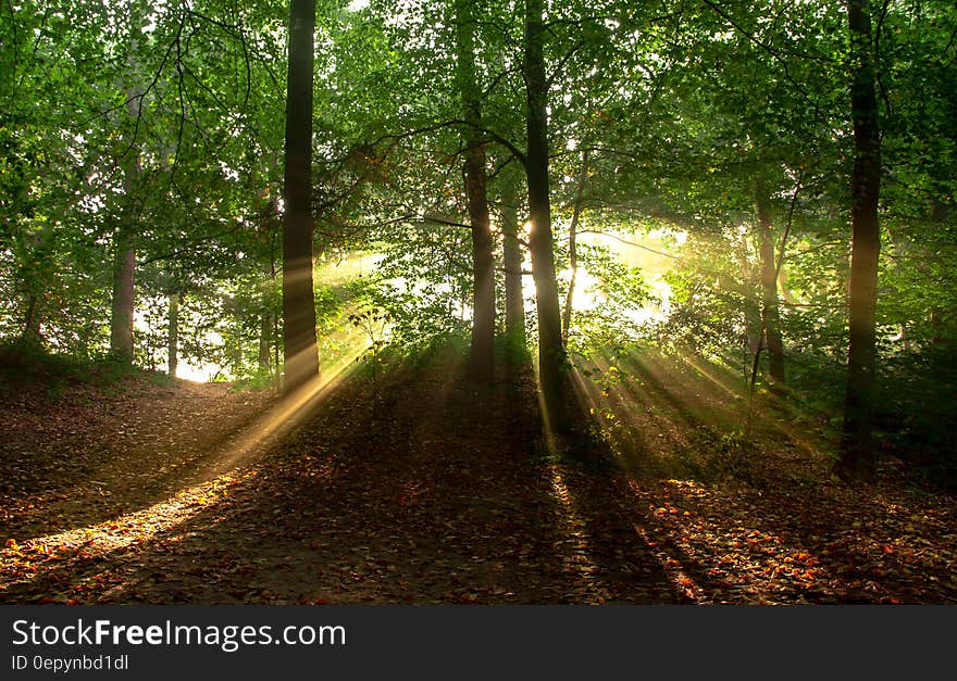 Sunbeams through leafy trees in forest. Sunbeams through leafy trees in forest.