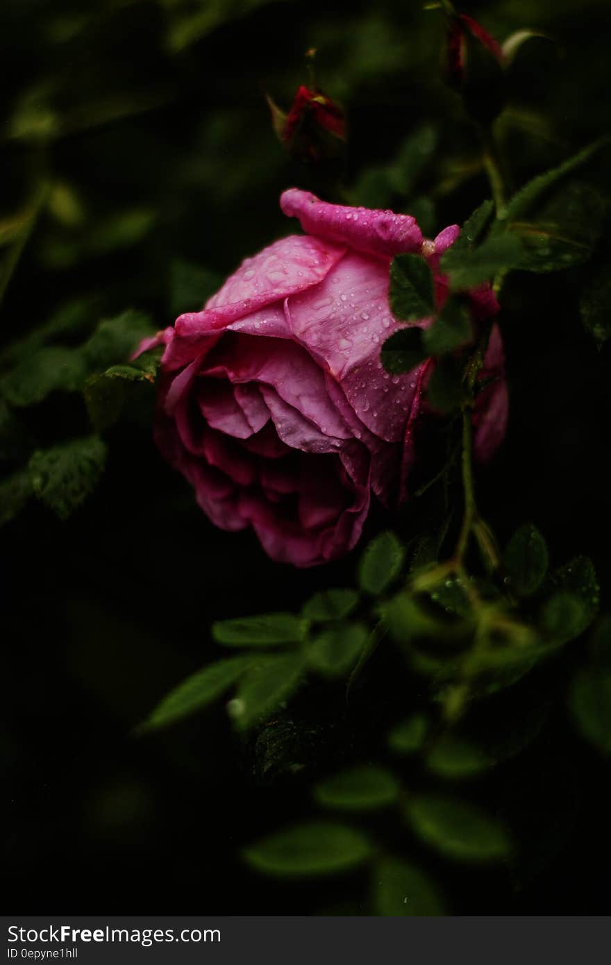 Selective Focus Photography of Pink Rose