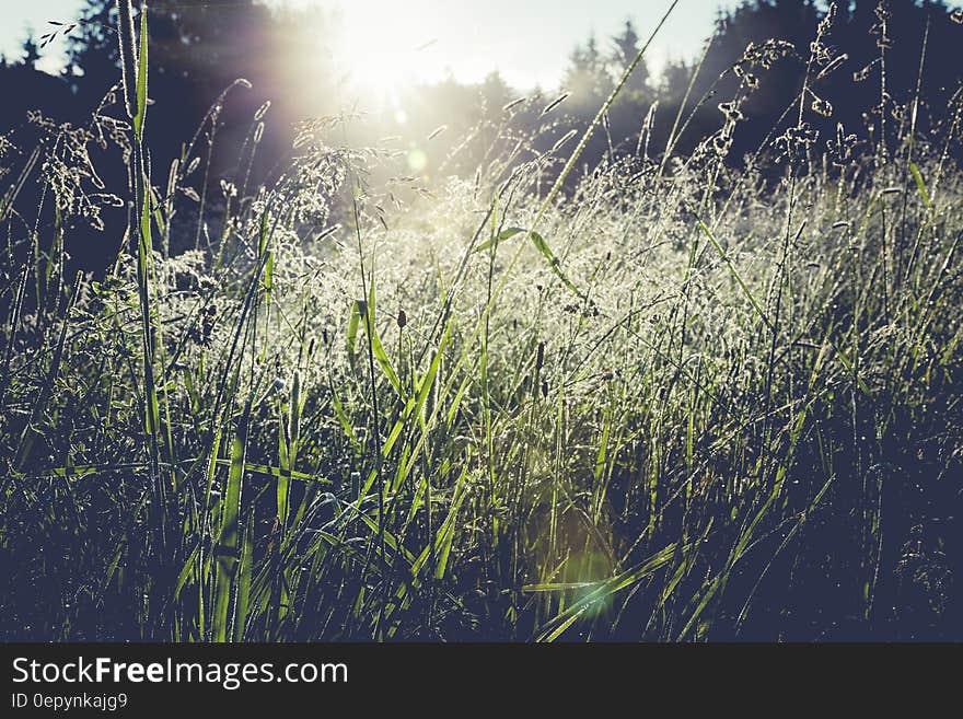 Green Grass Field Near Trees at Daytime