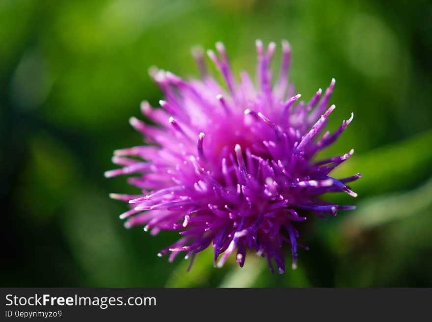 Purple Flower in Macro Lens Photography