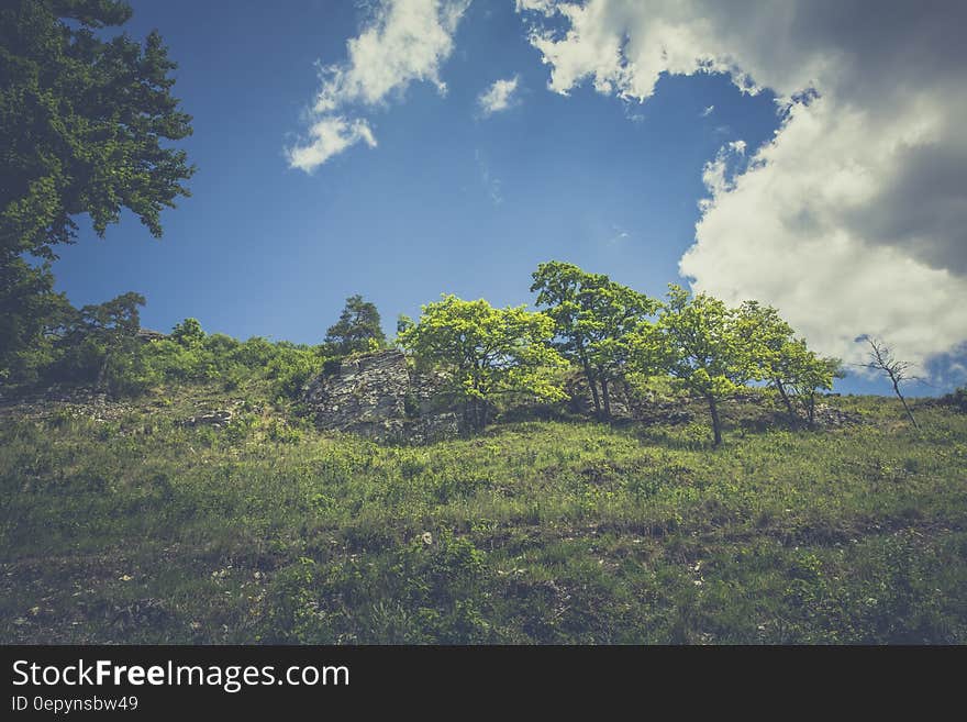 Green Leaved Trees on Hillside during Daytime