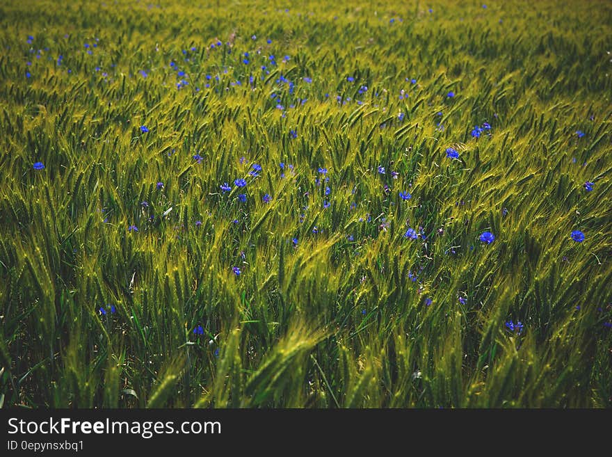 Lavander Flower