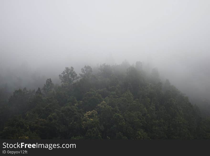 Foggy Mountain With Green Trees