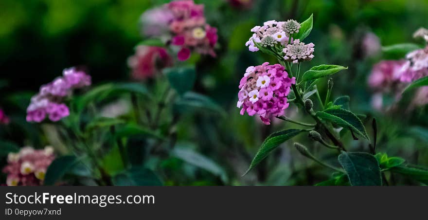 Purple and White Flower