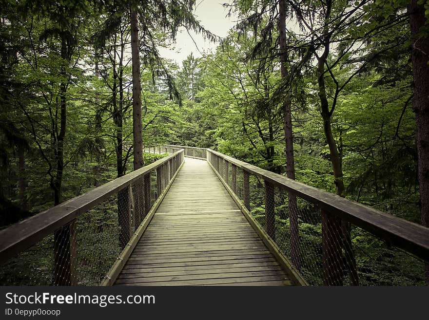 A bridge leading off into the distance in a forest. A bridge leading off into the distance in a forest.