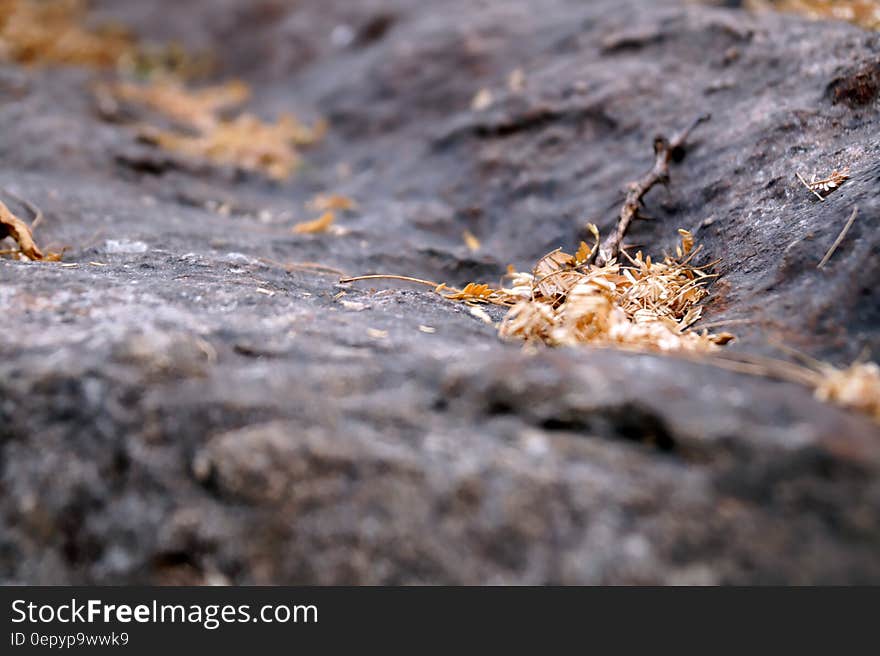 A twig and some dry leaves lying on the ground. A twig and some dry leaves lying on the ground.