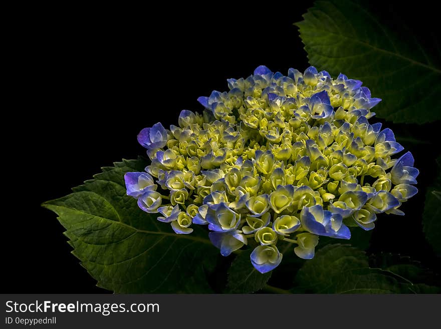 Blue and yellow petals on blossom with green leaves. Blue and yellow petals on blossom with green leaves.