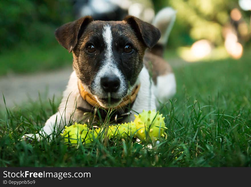 Brown and White Short Coated Dog on Green Green Grass Beside Yellow Dog Bone Toy during Daytime