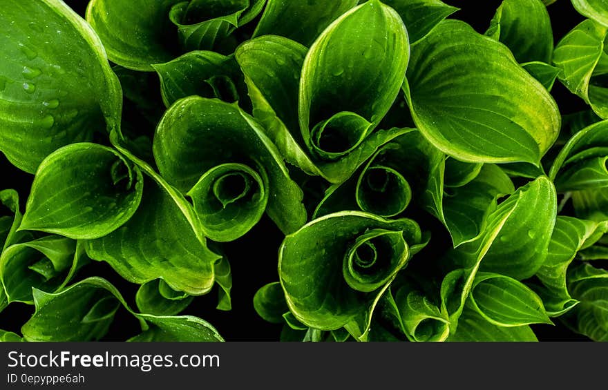 Close up of water on curled green leaves in sunlight. Close up of water on curled green leaves in sunlight.