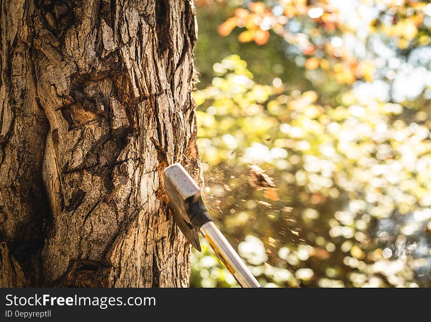 Axe blade stuck in tree trunk on sunny day. Axe blade stuck in tree trunk on sunny day.