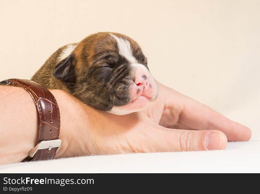 Small puppy with eyes closed resting face on man's hand with wristwatch. Small puppy with eyes closed resting face on man's hand with wristwatch.