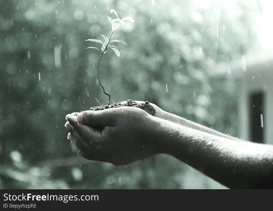 Plant on Hand during Rainy Day