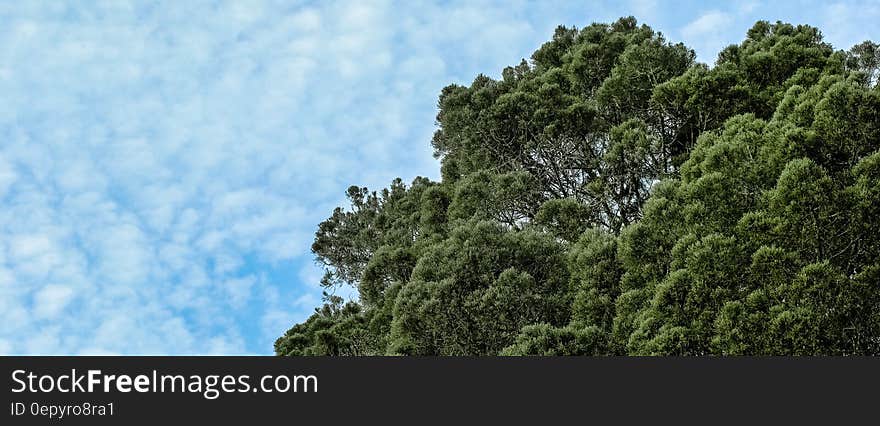 Green leafy tree top against blue skies with white clouds in panorama. Green leafy tree top against blue skies with white clouds in panorama.