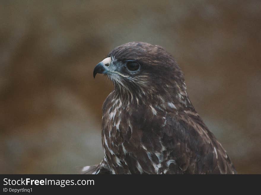 Profile of brown hawk outdoors in daylight.