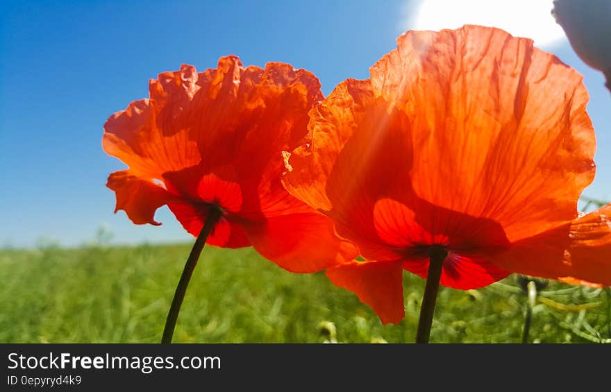 Close Up Photo of Orange Petaled Flower