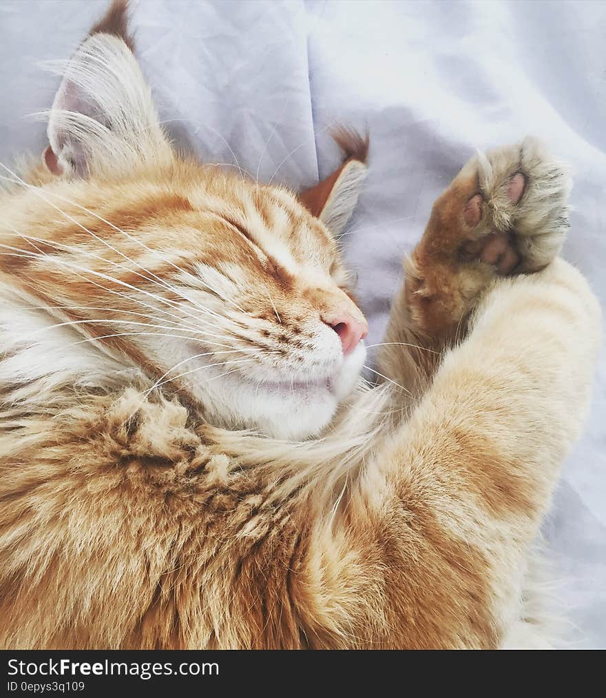 Orange Tabby Cat on White Fabric Bed Cover