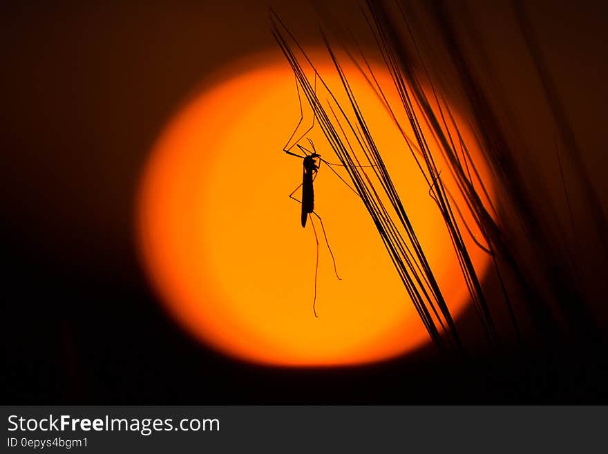 Silhouette of grasshopper on strands against orange. Silhouette of grasshopper on strands against orange.