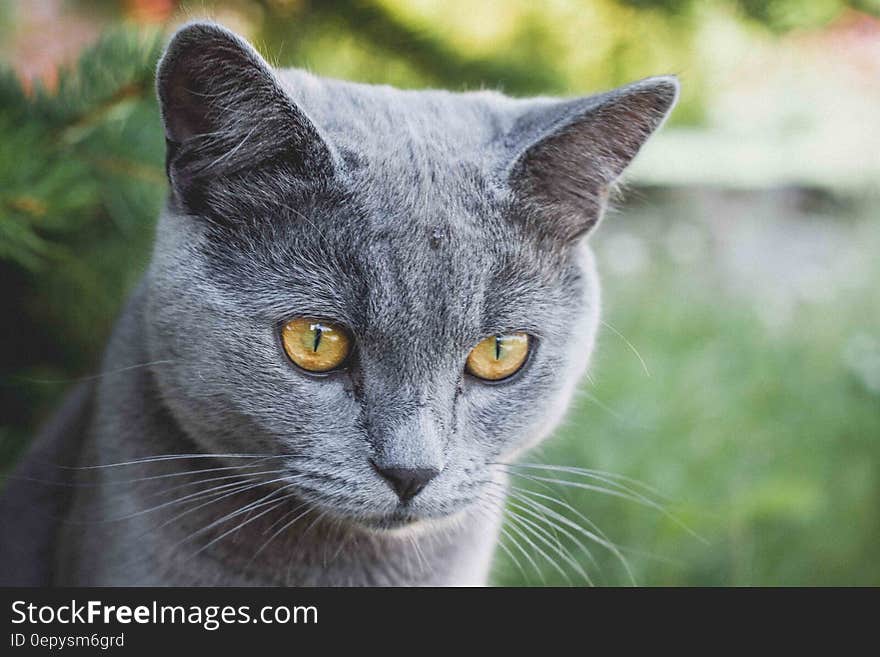 Russian Blue Cat