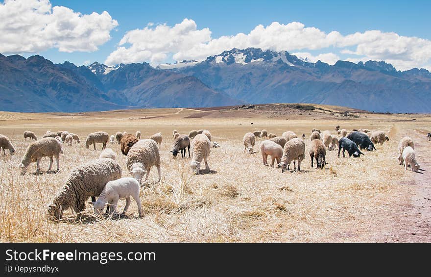 Flock of sheep grazing in field with mountains against blue skies on sunny day. Flock of sheep grazing in field with mountains against blue skies on sunny day.