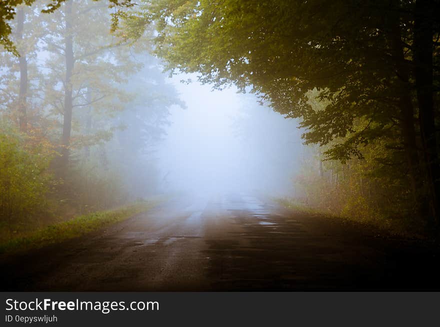 Fog on country road lined with autumn trees in early fall morning.