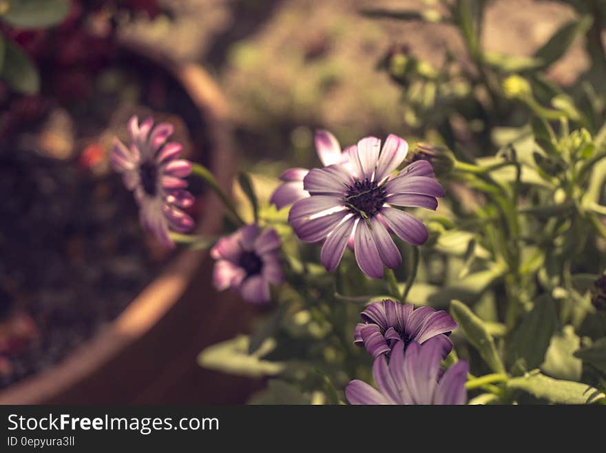 A close up of purple flowers in a garden.