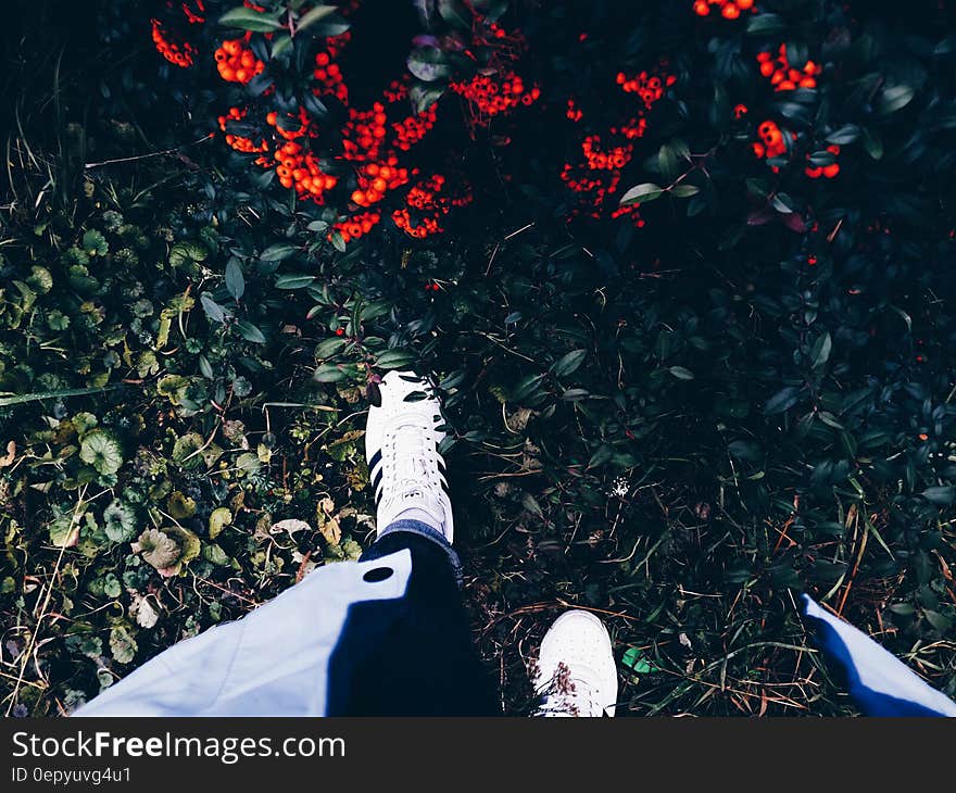 Person in White Sneakers on Green Grass Near Flowering Shrub