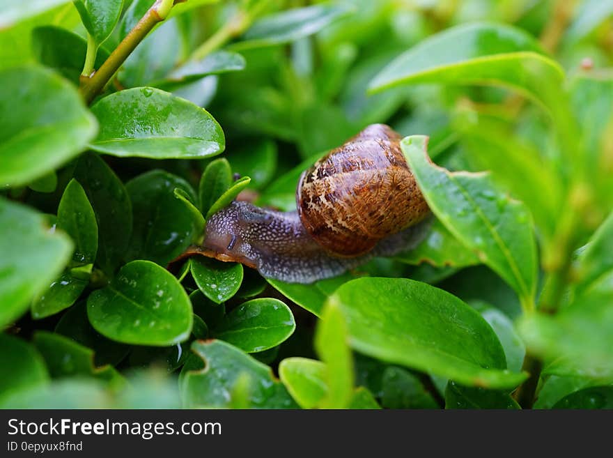 Snail on Green Leaf in Close Up Photography