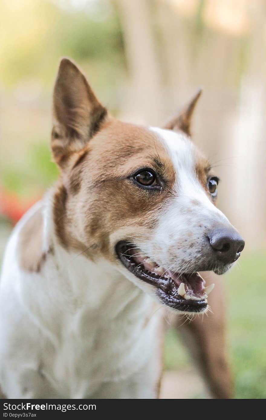 White and Brown Dog