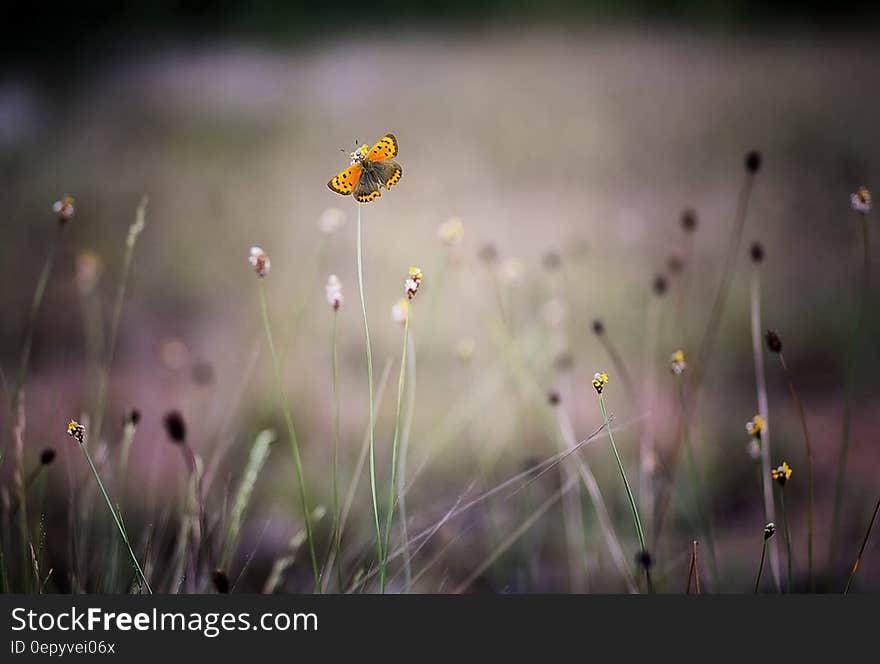 Yellow and Orange Butterfly