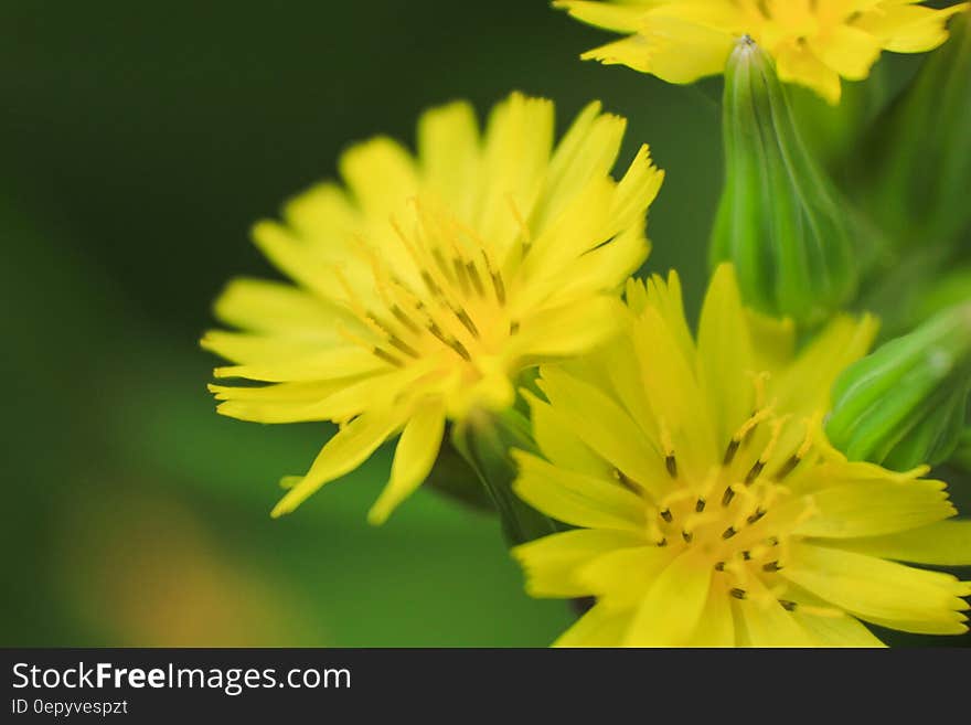 Yellow Petal Flower