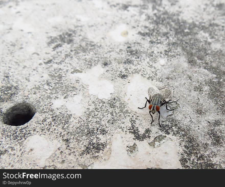 Grey and Black Fly on Grey and White Surface