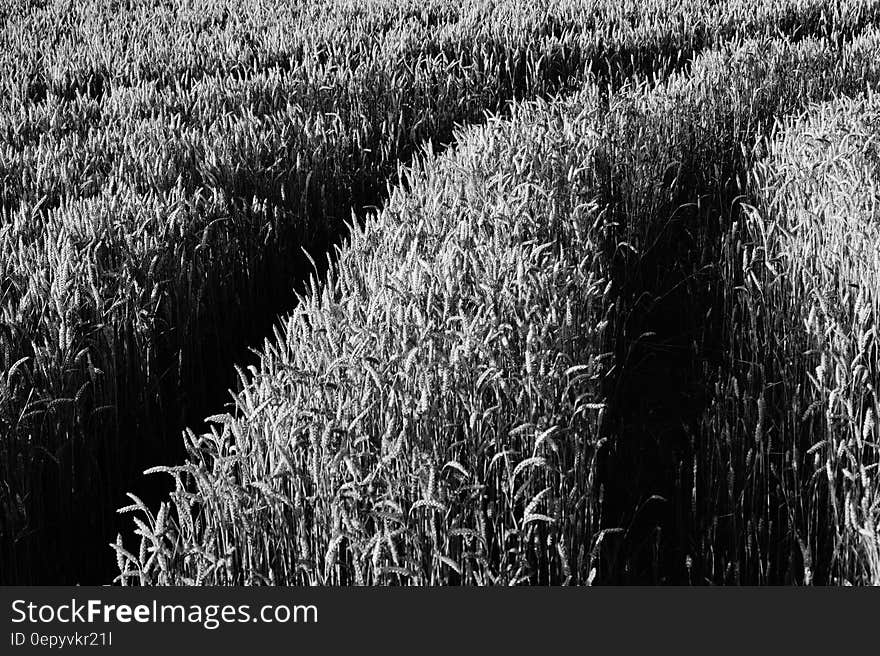 Grayscale Corn Fields during Daytime