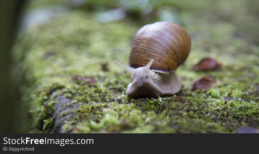 Macro close up of brown snail on mossy wood.