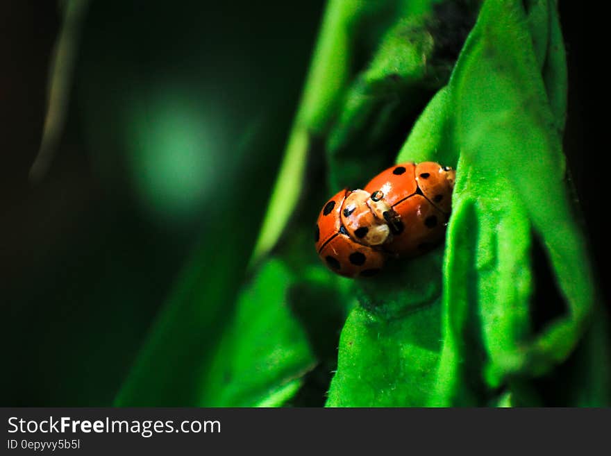 Laby Bugs Mating on Green Surface