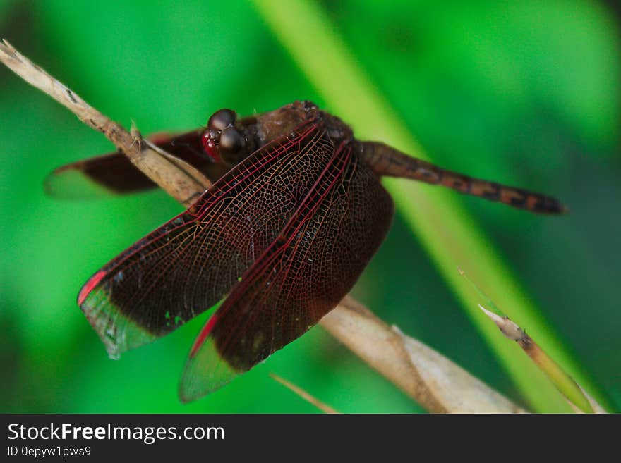 Red and Brown Dragonfly on Yellow Grass