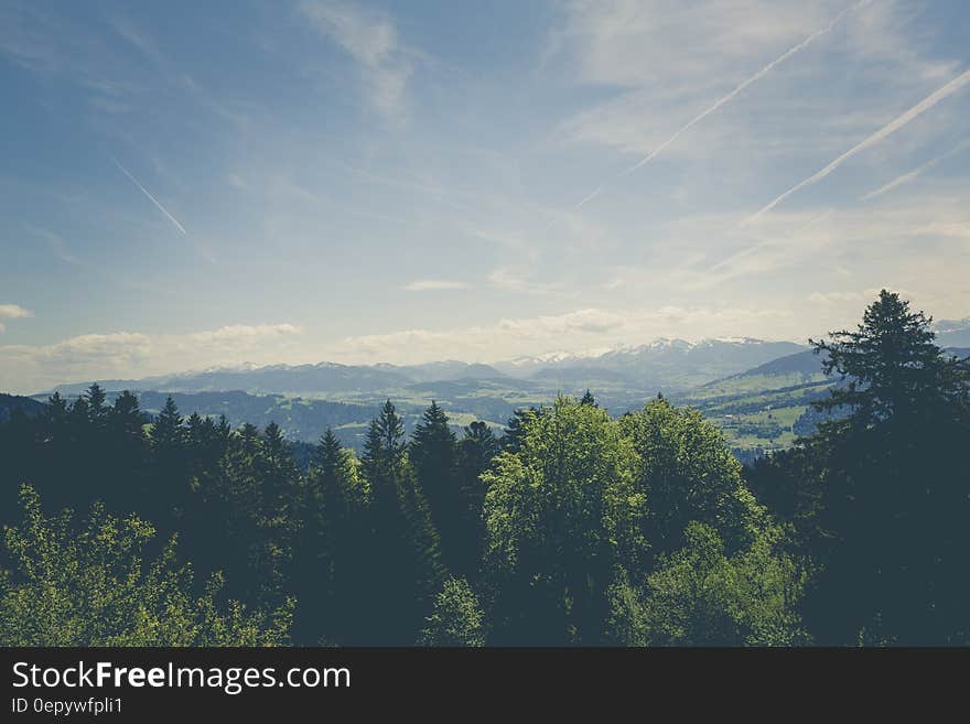 Trees Under Blue Sky during Daytime